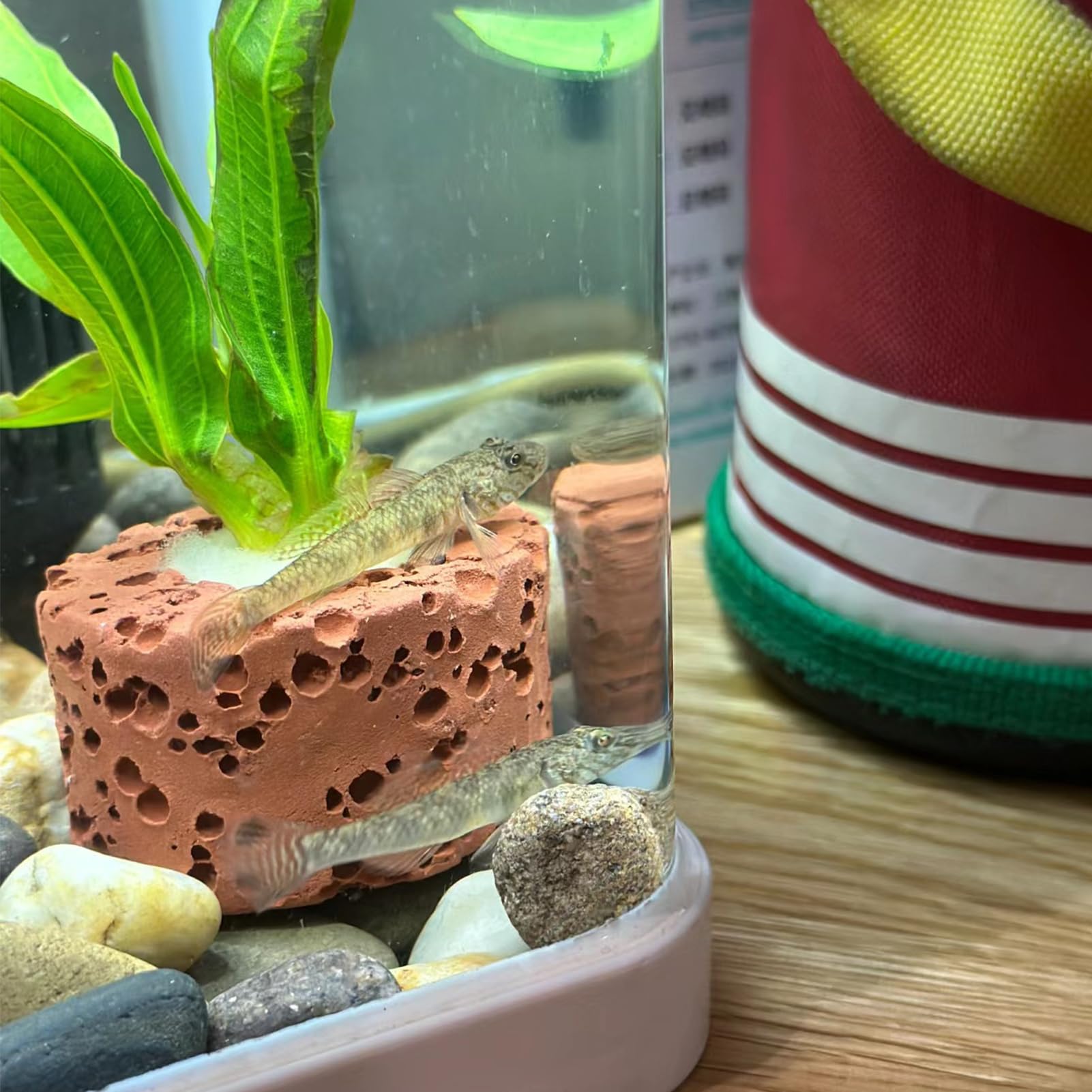 Rainmae anillo cerámico para acuario, facilita crecimiento natural sin arena