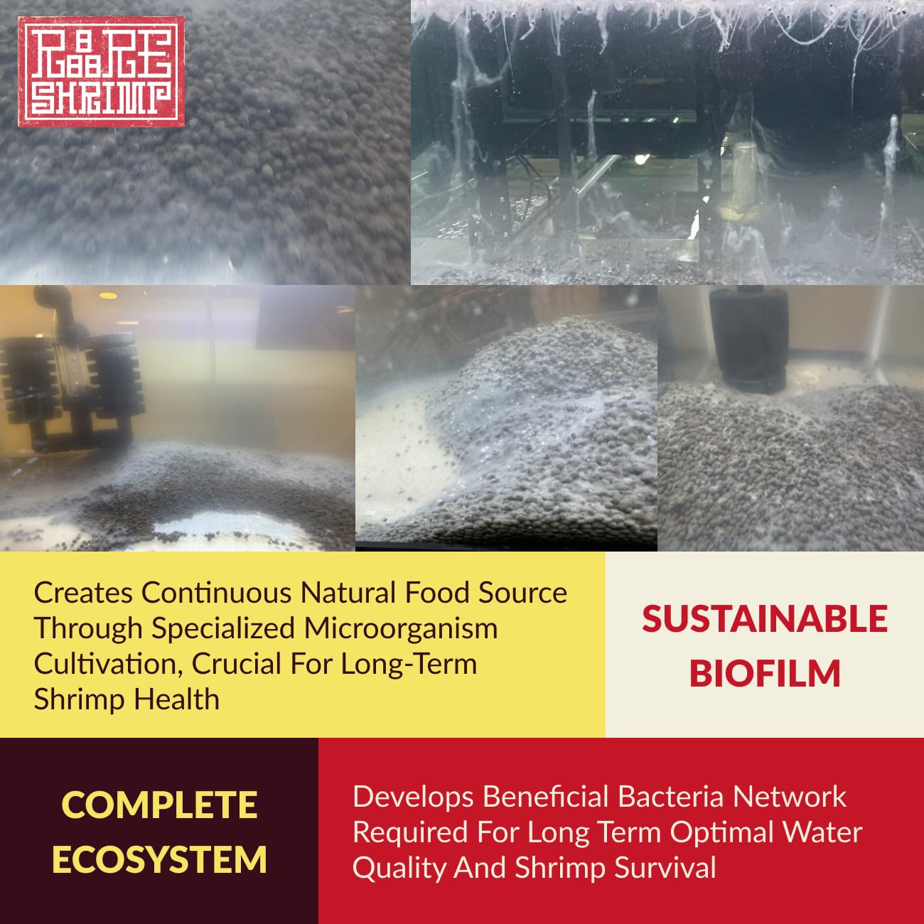Rare Shrimp ecosistema completo para calidad de agua estable a largo plazo