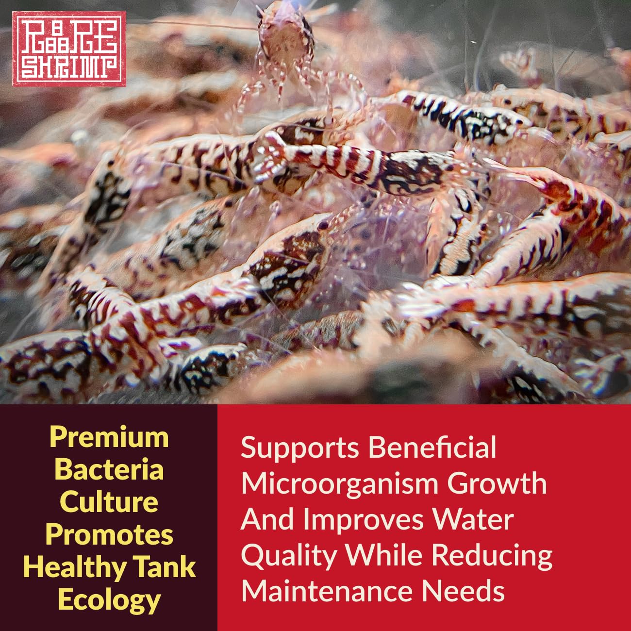 Rare Shrimp tanque-balance-biologico, mejora calidad de agua y mantenimiento.