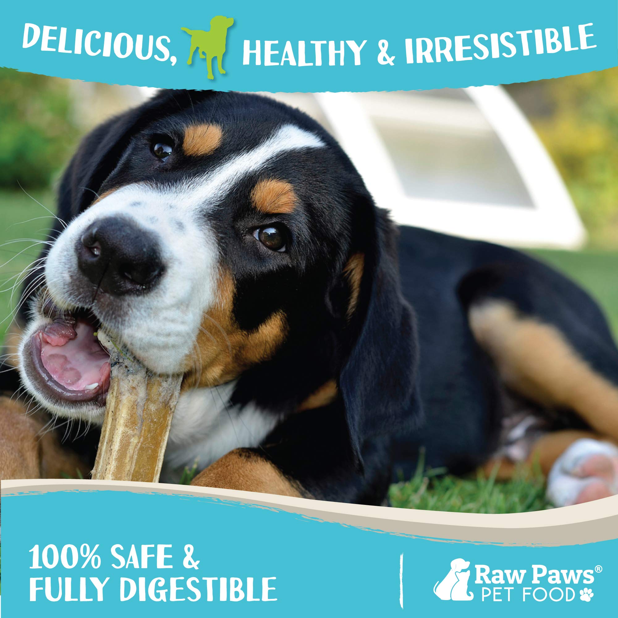 Raw Paws Masticables crudos dientes grandes, 10 unidades, ayuda a la higiene bucal durante la masticación