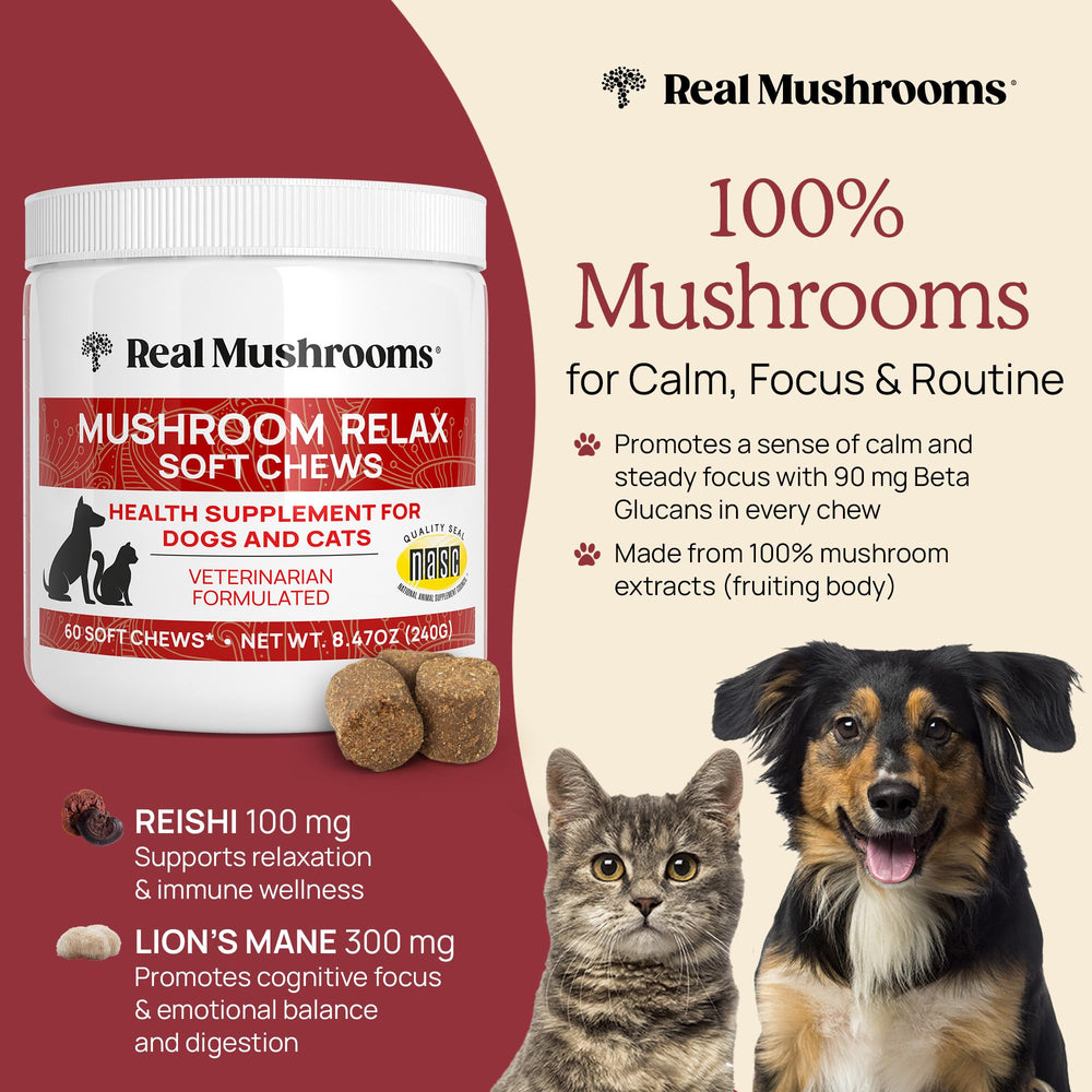 Real Mushrooms Calming Chews para gato, calma en casa.