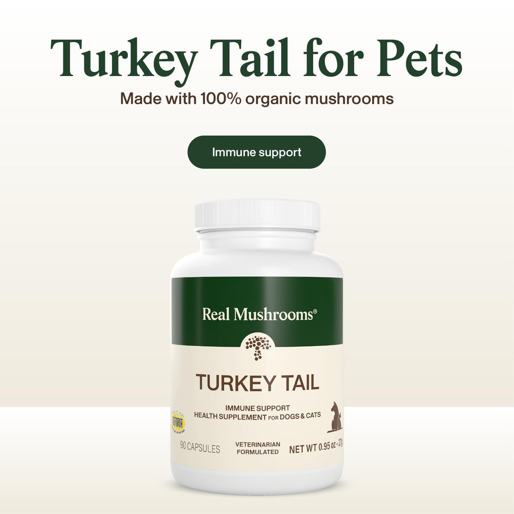Real Mushrooms Turkey Tail, cápsulas mezcladas con comida, fácil de incorporar