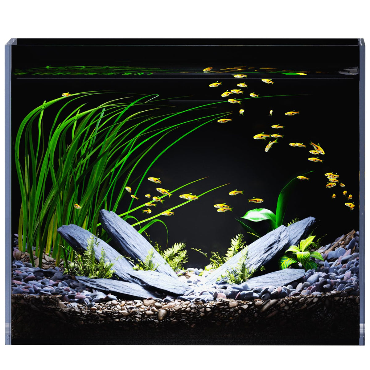Acuario RED TAIL FISH de 3 galones, vista frontal clara para admirar peces y iluminación.