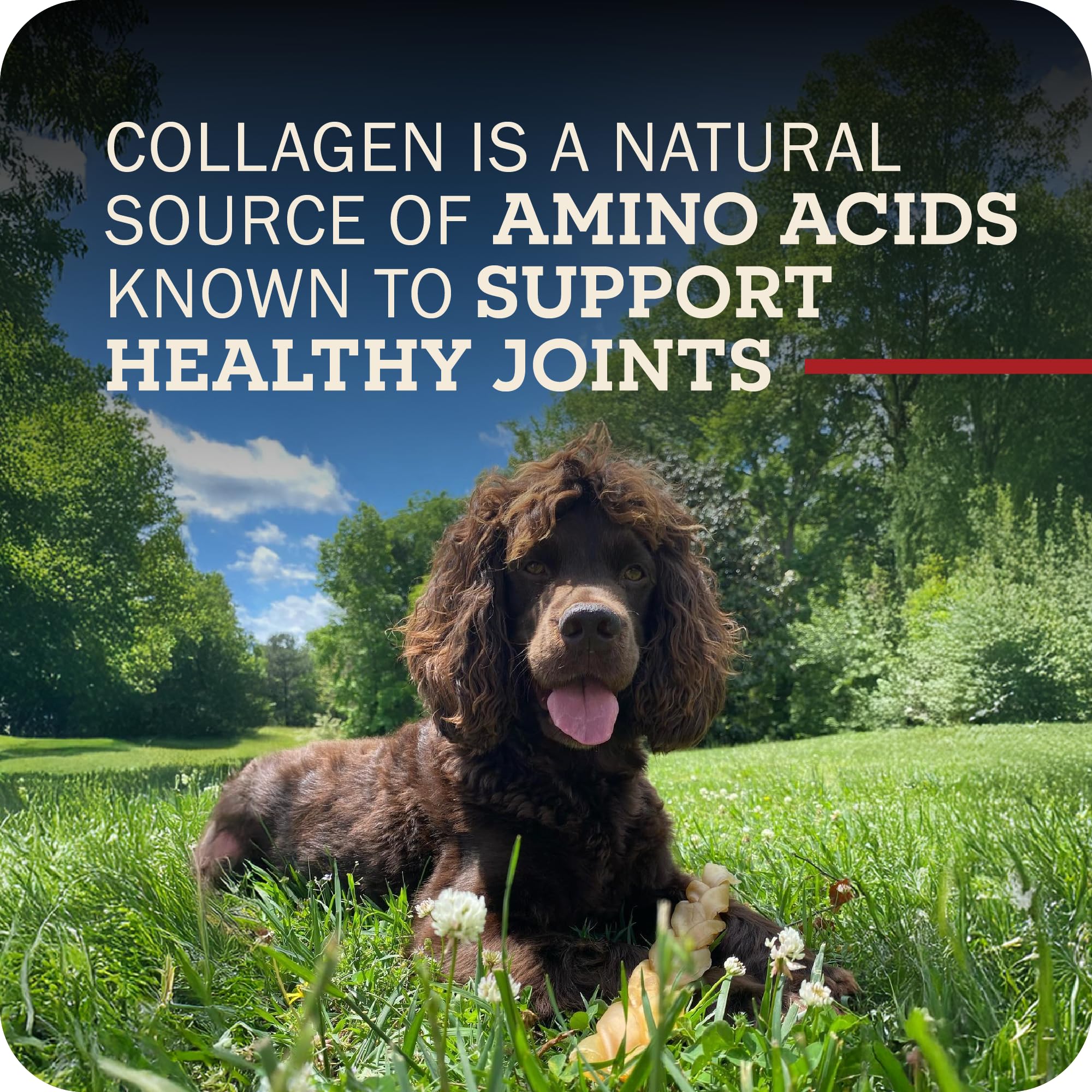 Redbarn sans additifs – collagène pour chiens