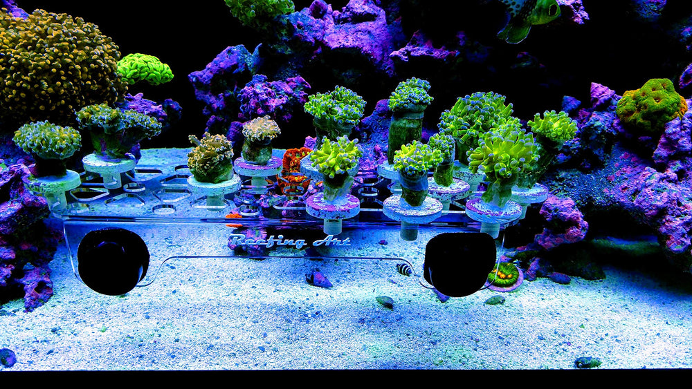Reefing Art montaje compatible con vidrio y plástico para diferentes configuraciones
