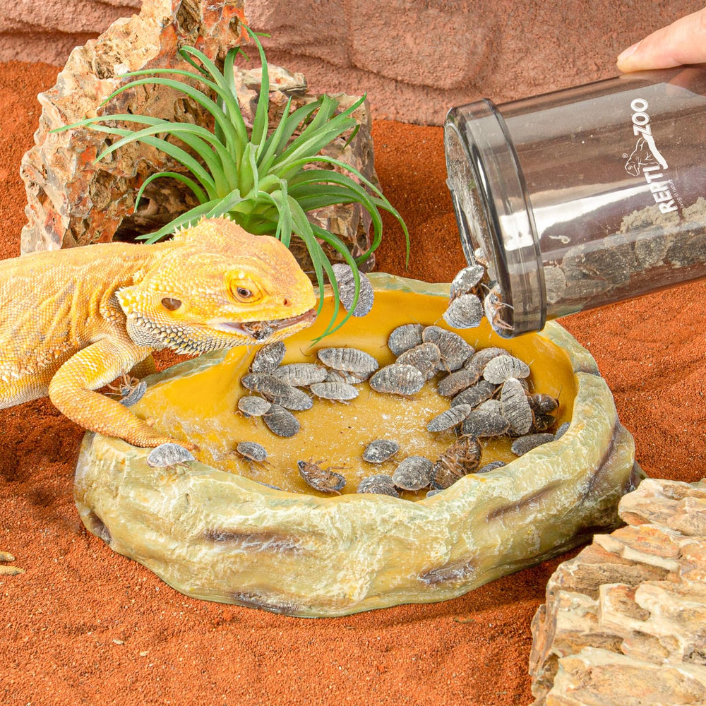 REPTI ZOO uso versátil en casa o tienda para reptiles