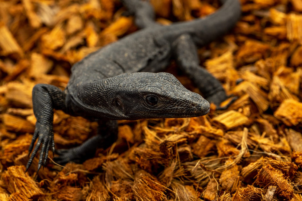 ReptiChip opción ecológica, 100% orgánica y sostenible.