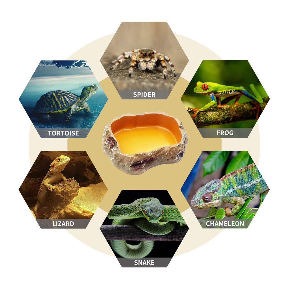 Reptile Growth conjunto terrario, cuencos y utensilios versátiles para reptiles.
