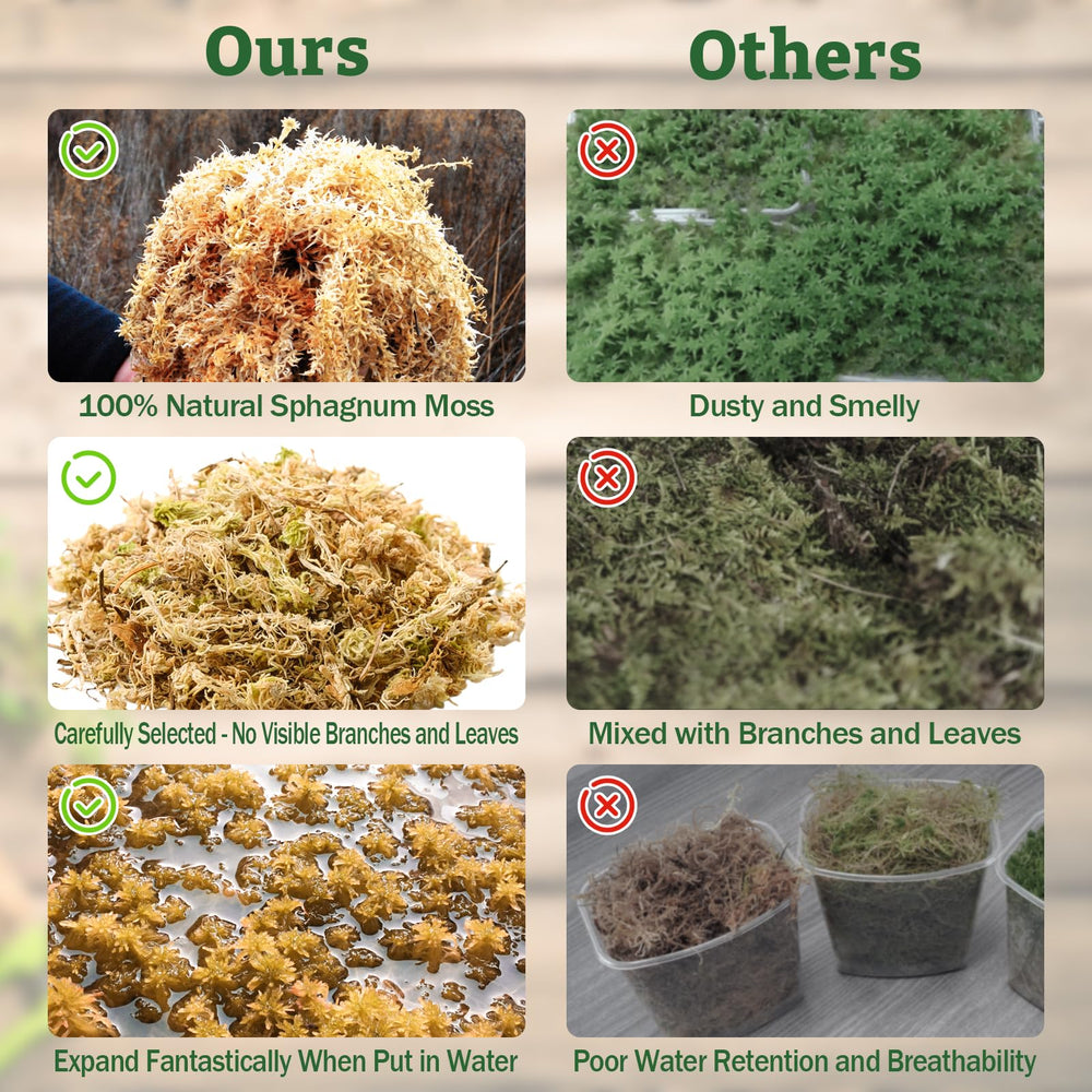 Riare musgo del bosque premium, sustrato nutritivo para orquídeas.