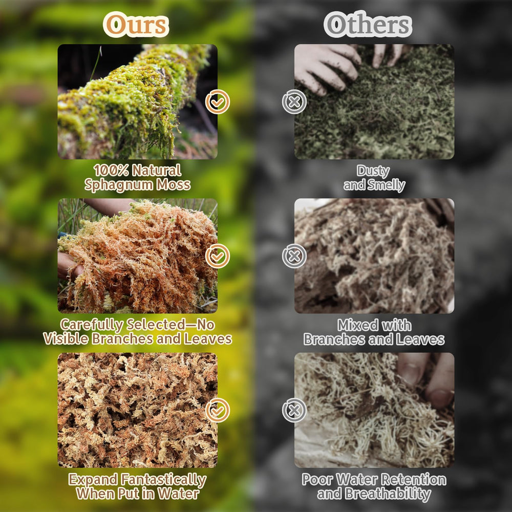 Riare Musgo Sphagnum, aroma terroso que mejora el ambiente.