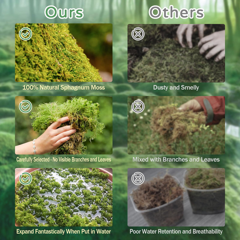 Riare musgo sphagnum, cama de bosque para reptiles, insectos y crías.