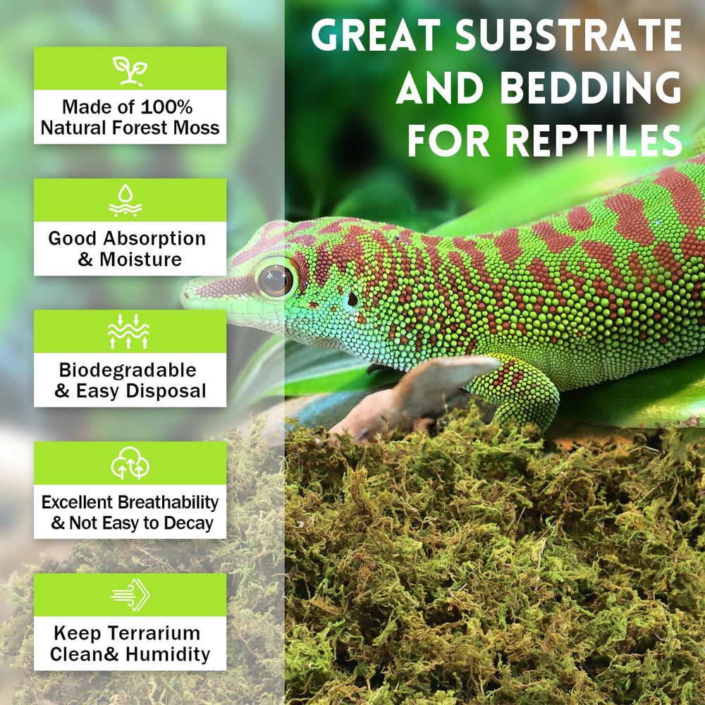Riare musgo sphagnum favorece la hibernación de reptiles.