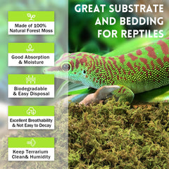 Riare musgo sphagnum favorece la hibernación de reptiles.