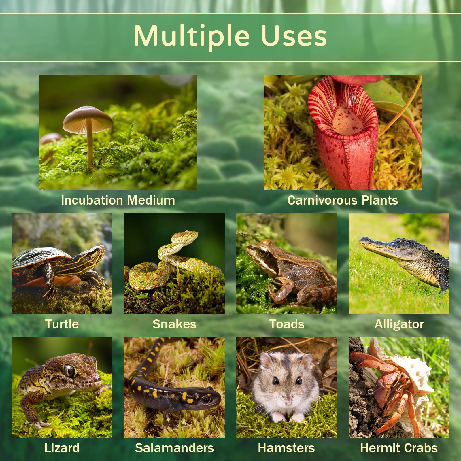Riare musgo sphagnum, solución duradera para cama de reptil y suelo estable.