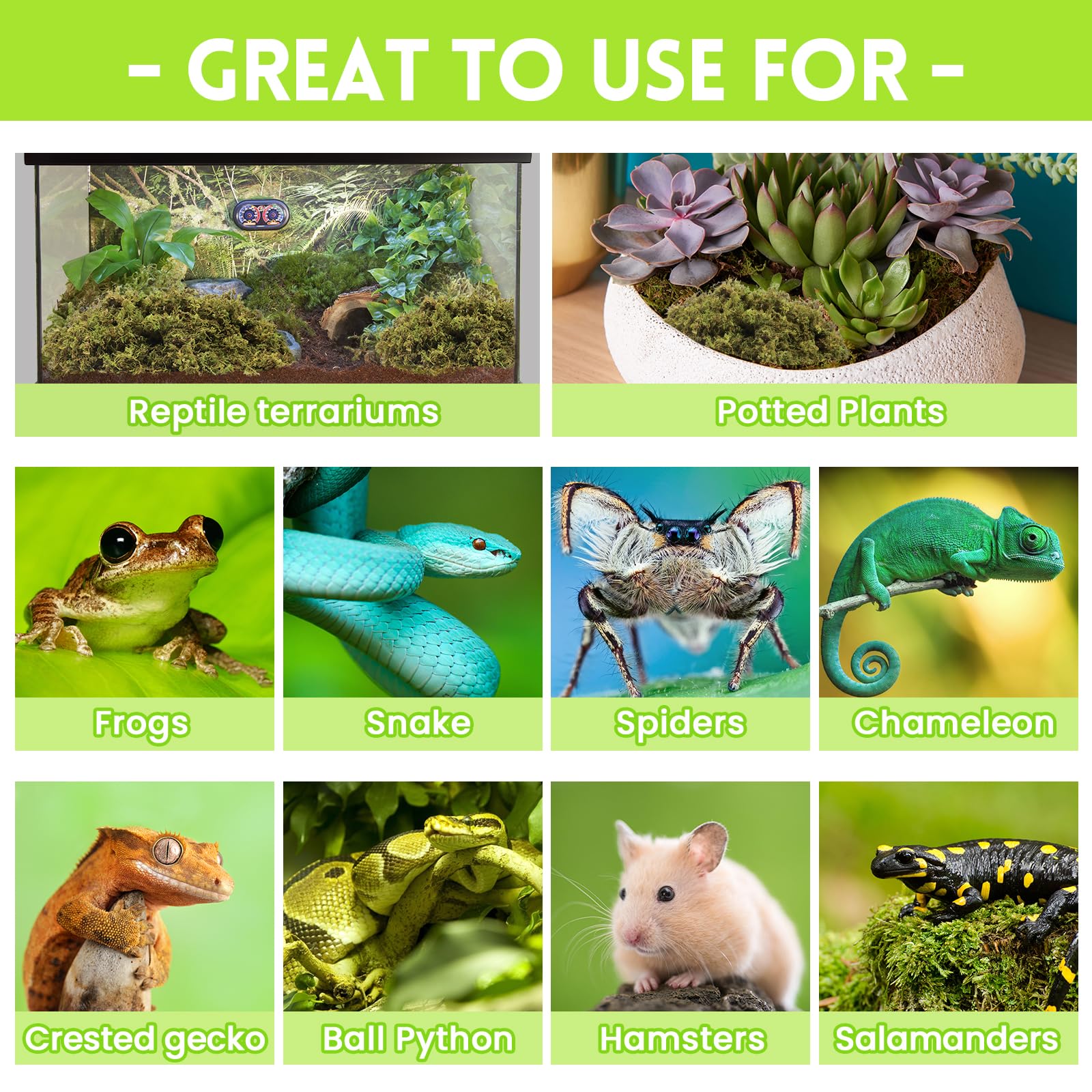 Riare musgo sphagnum como sustrato para serpientes y tortugas.