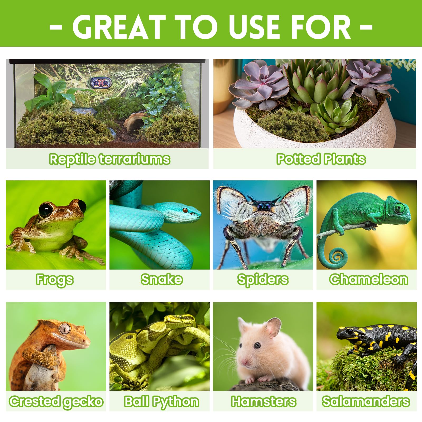 Riare musgo sphagnum para incubación y anidación, favorece un entorno cómodo.