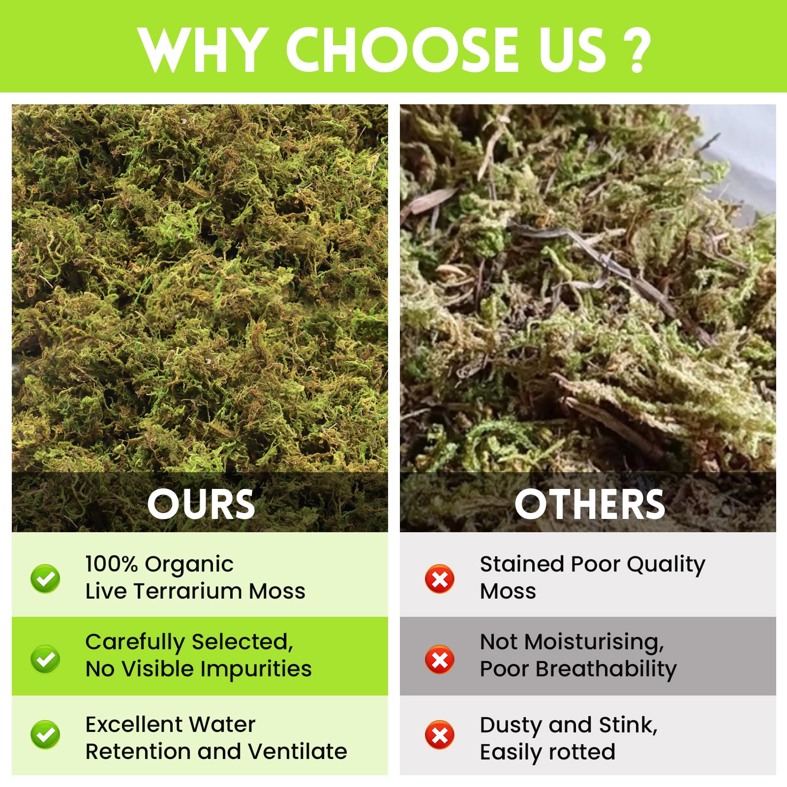 Riare musgo sphagnum como sustrato versátil para plantas y terrarios.