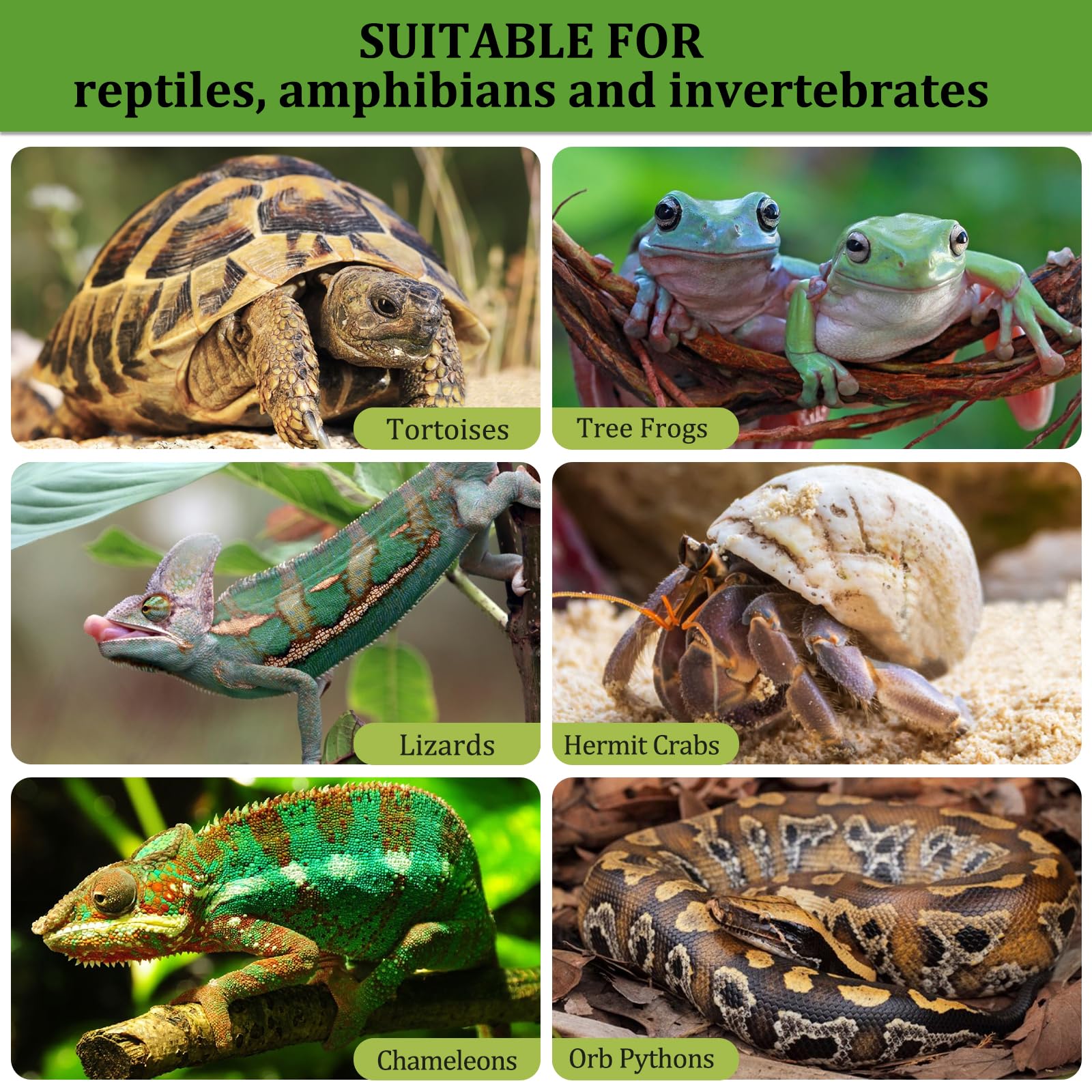 Riare sustrato para reptiles y anfibios: uso versátil en terrarios.