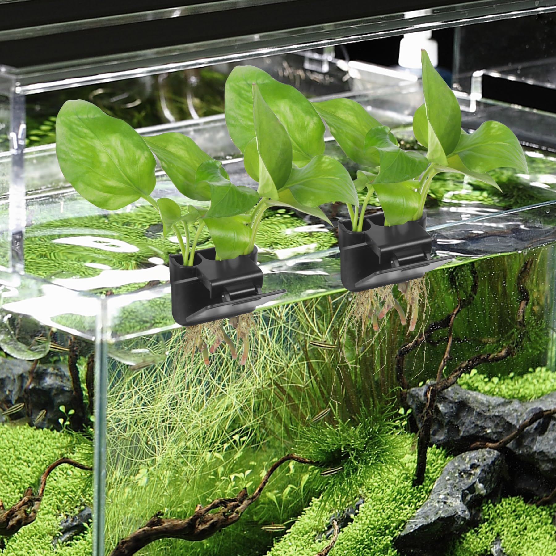 Roetelo: decoración de acuario con soporte de planta para un toque moderno.