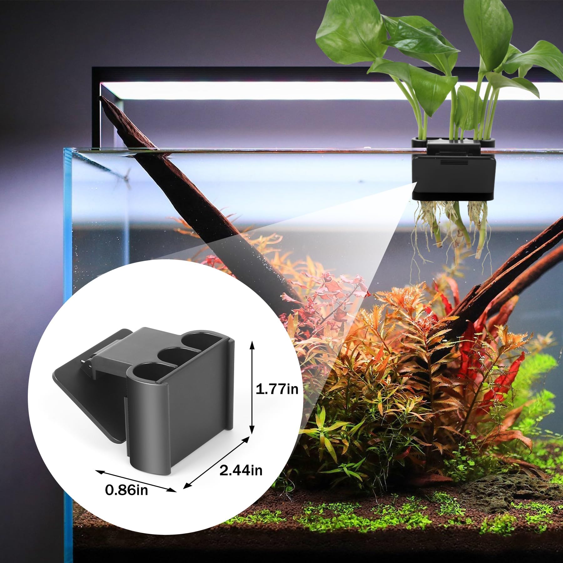 Uso multifuncional Roetelo: planta acuática y decoración de acuario.