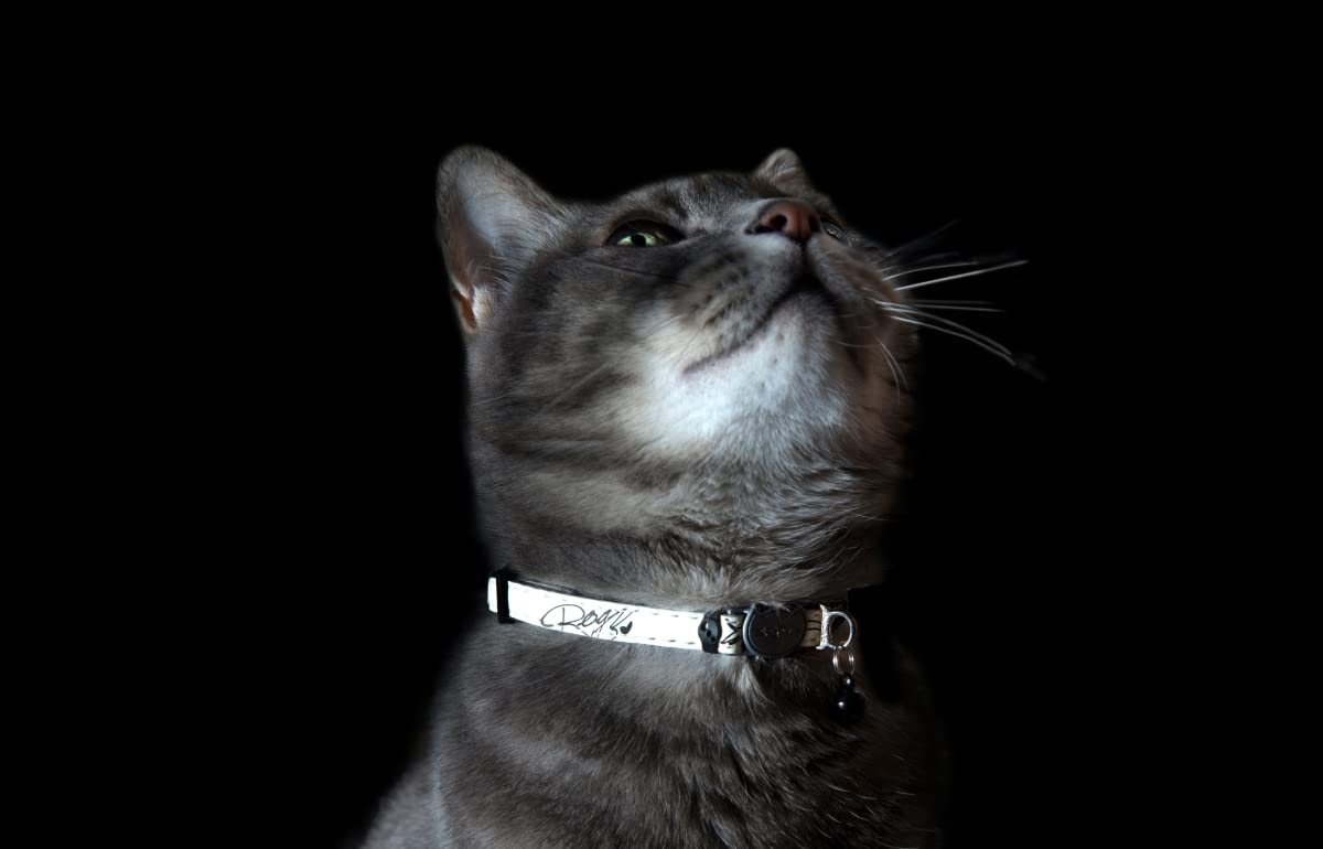Rogz GlowCat Collar brilla en oscuridad para reconocer al felino.