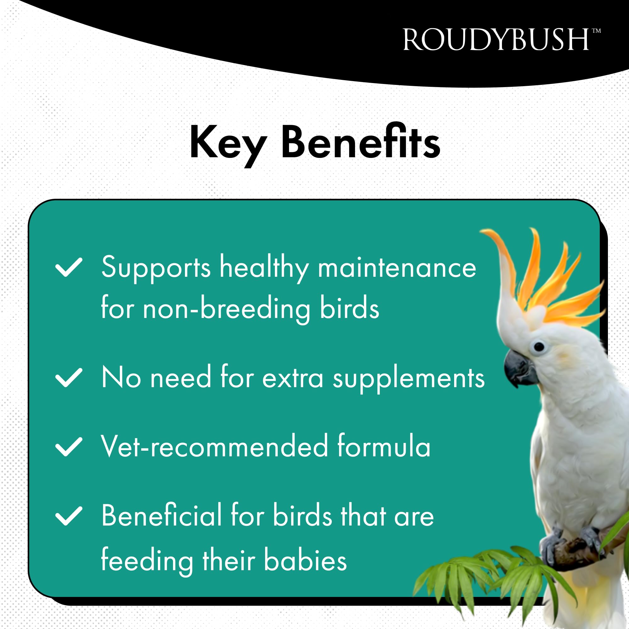RoudyBush alimento diario para aves: plato en primer plano durante la comida