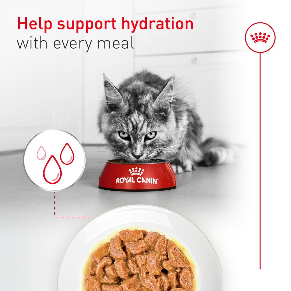 Royal Canin Aging 11+ piel y pelaje saludables gracias a zinc y linoleico.