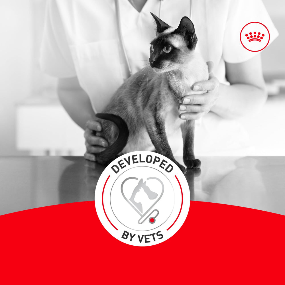 Royal Canin Aging 11+ textura fácil de comer, experiencia agradable durante la comida.