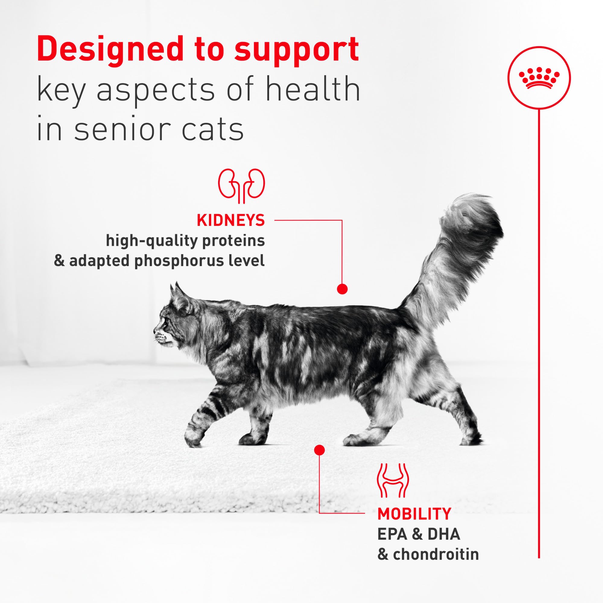 Royal Canin Aging11 Plus ayuda al apetito de gatos senior.