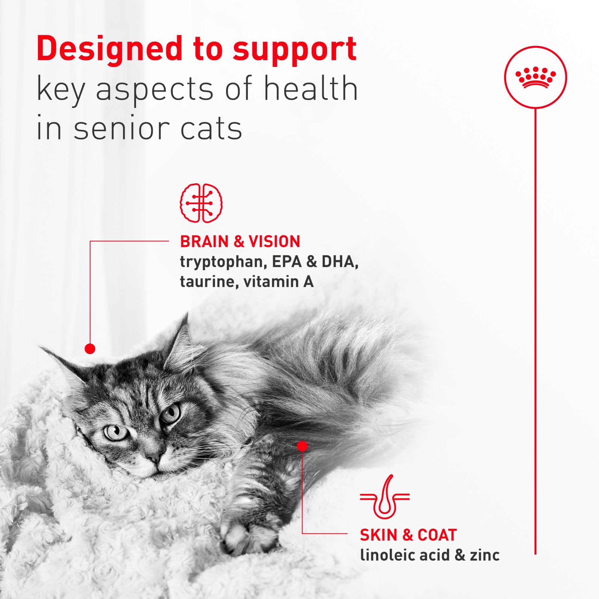 Royal Canin Aging11 Plus aroma apetitoso para la cena.