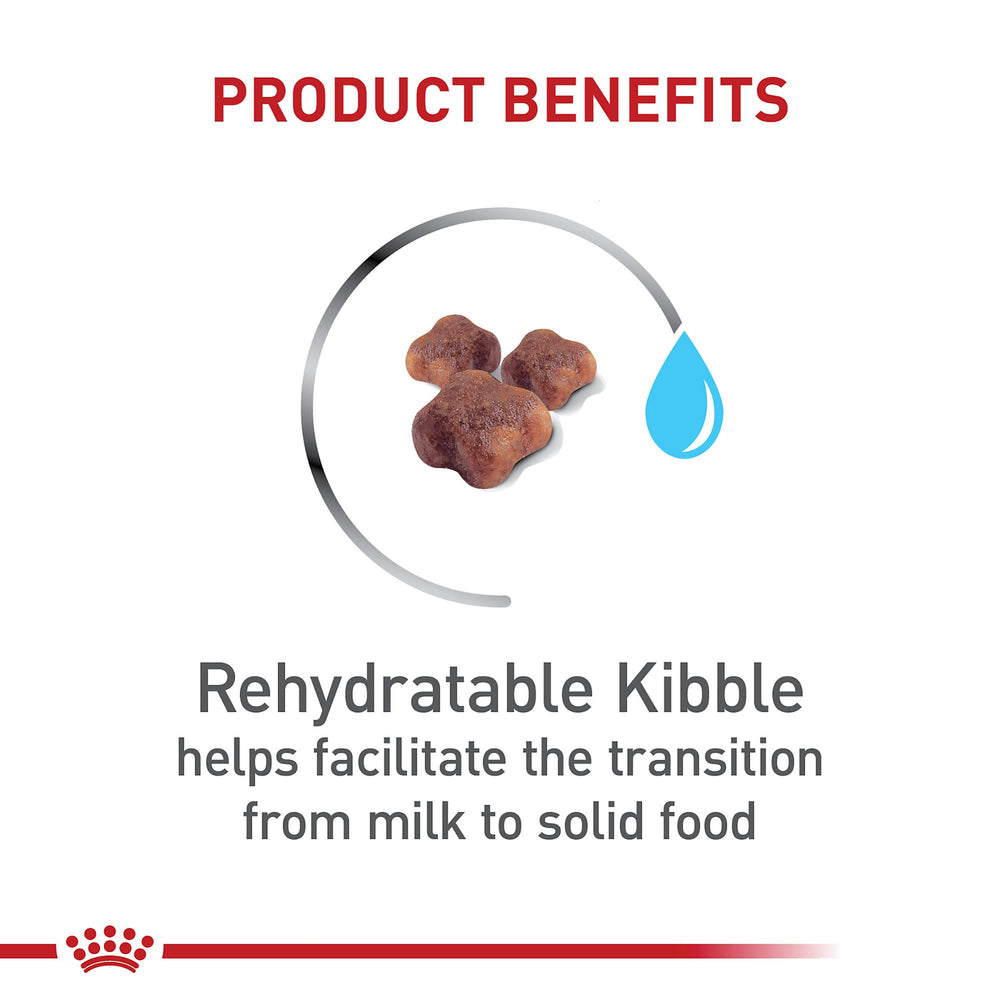 Royal Canin antioxidantes vitaminas E y C, favorecen desarrollo inmune en gatitos.
