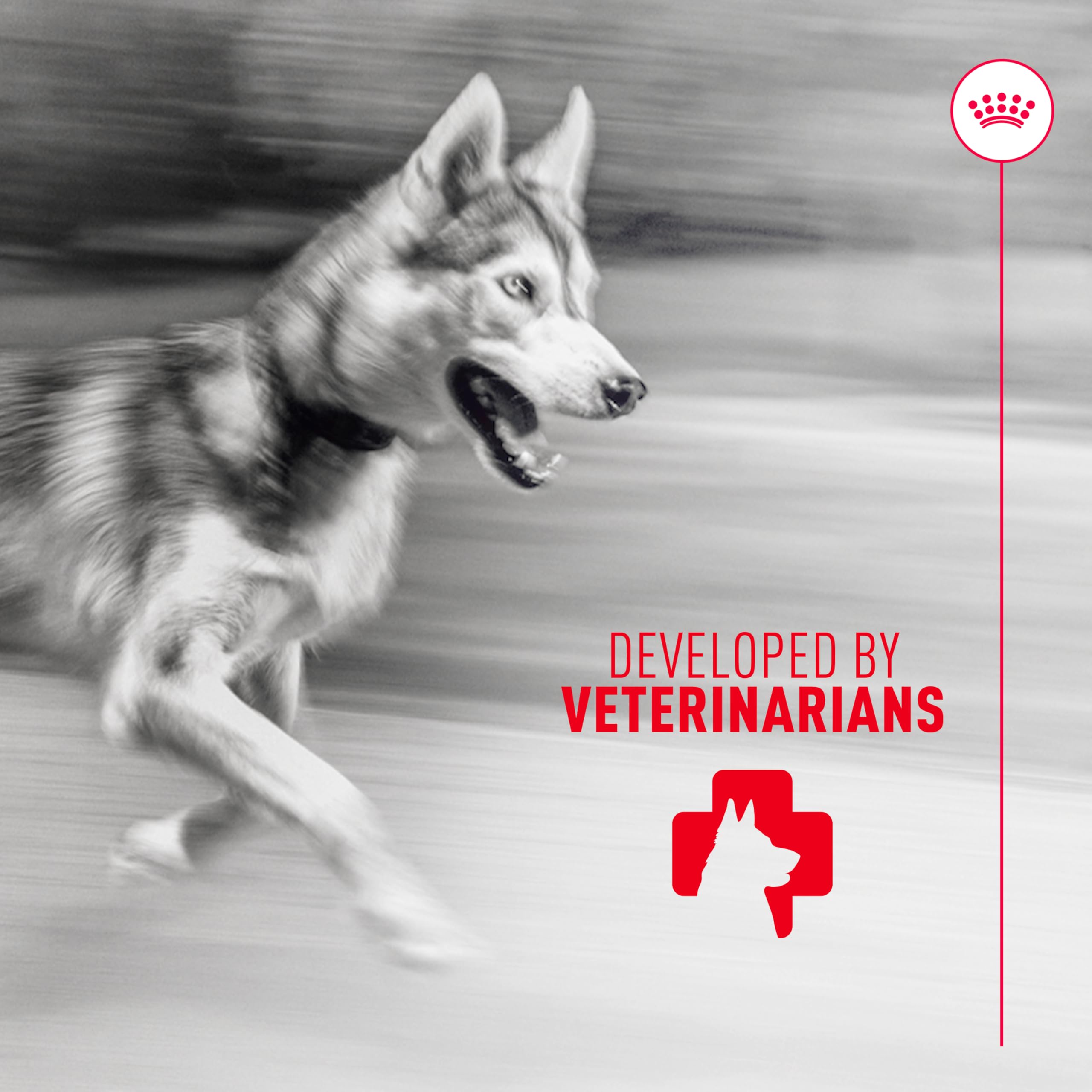 ROYAL CANIN Articulación - uso diario en casa: solución práctica para movilidad.