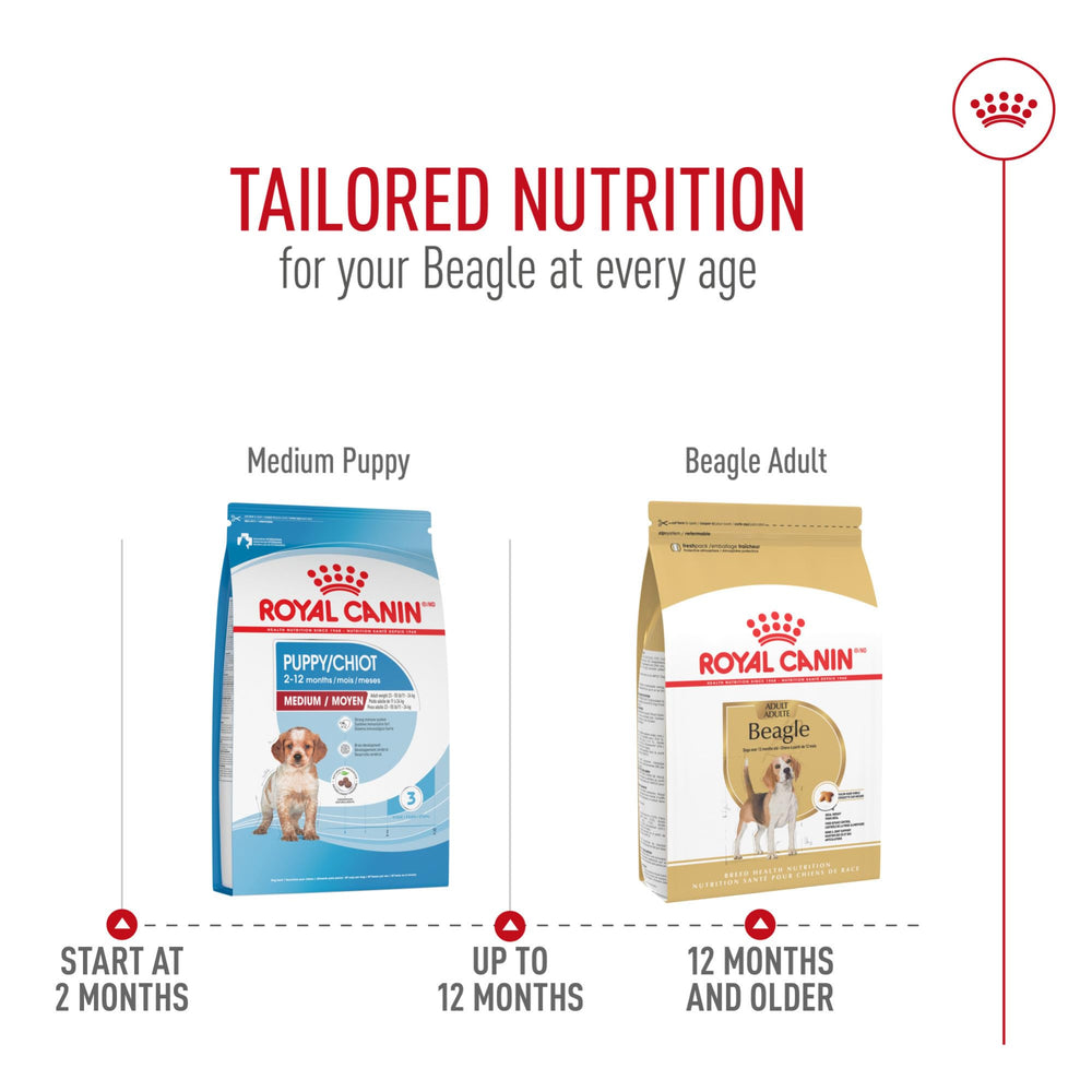 ROYAL CANIN Beagle: apoyo óseo y articular para perros activos