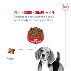 ROYAL CANIN Beagle: calorías equilibradas para peso ideal
