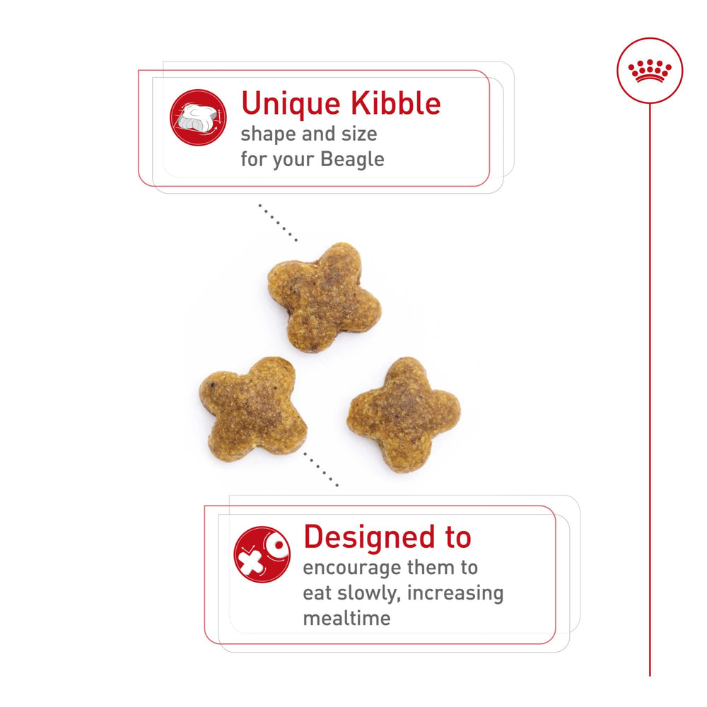 ROYAL CANIN Beagle: kibble para masticación lenta, promueve comer despacio
