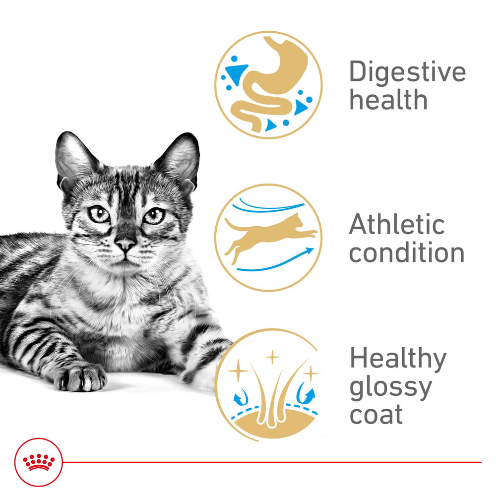 Royal Canin Bengal croquetas en forma Y para mandíbulas anchas.