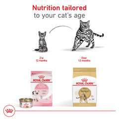 Royal Canin Bengal apoya el tono muscular para felinos activos.