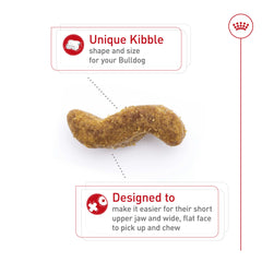 Royal Canin Bulldog Adult: bulldog comiendo croquetas de masticación fácil.