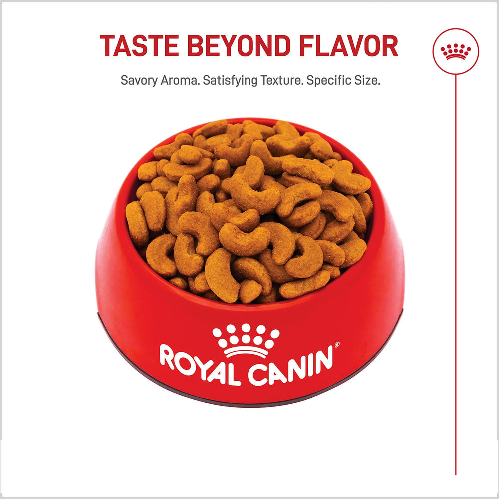 Royal Canin Bulldog Francés: combinación ideal para dieta mixta con comida húmeda