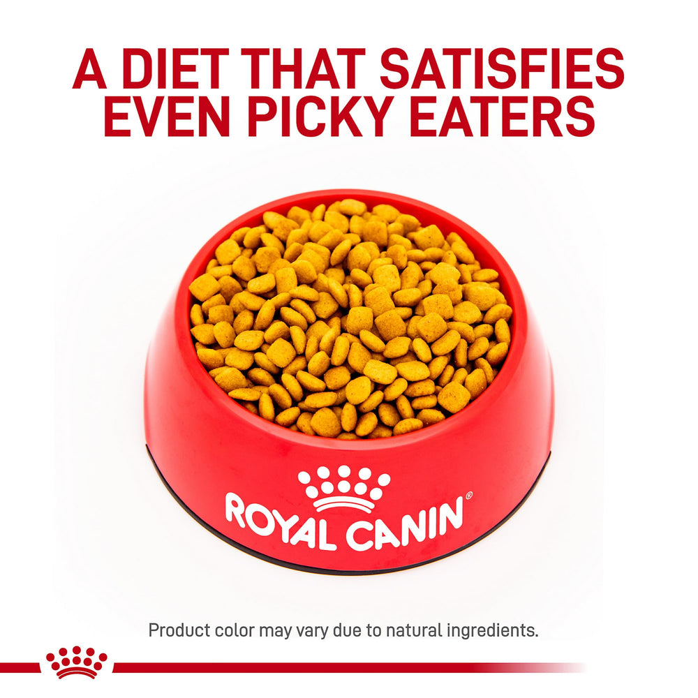 Royal Canin canino croquetas secas, textura uniforme para dieta diaria.