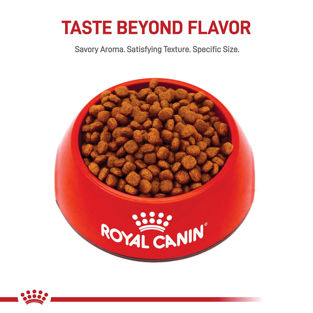 Croqueta especializada para hocico pequeño de Cavalier Puppy