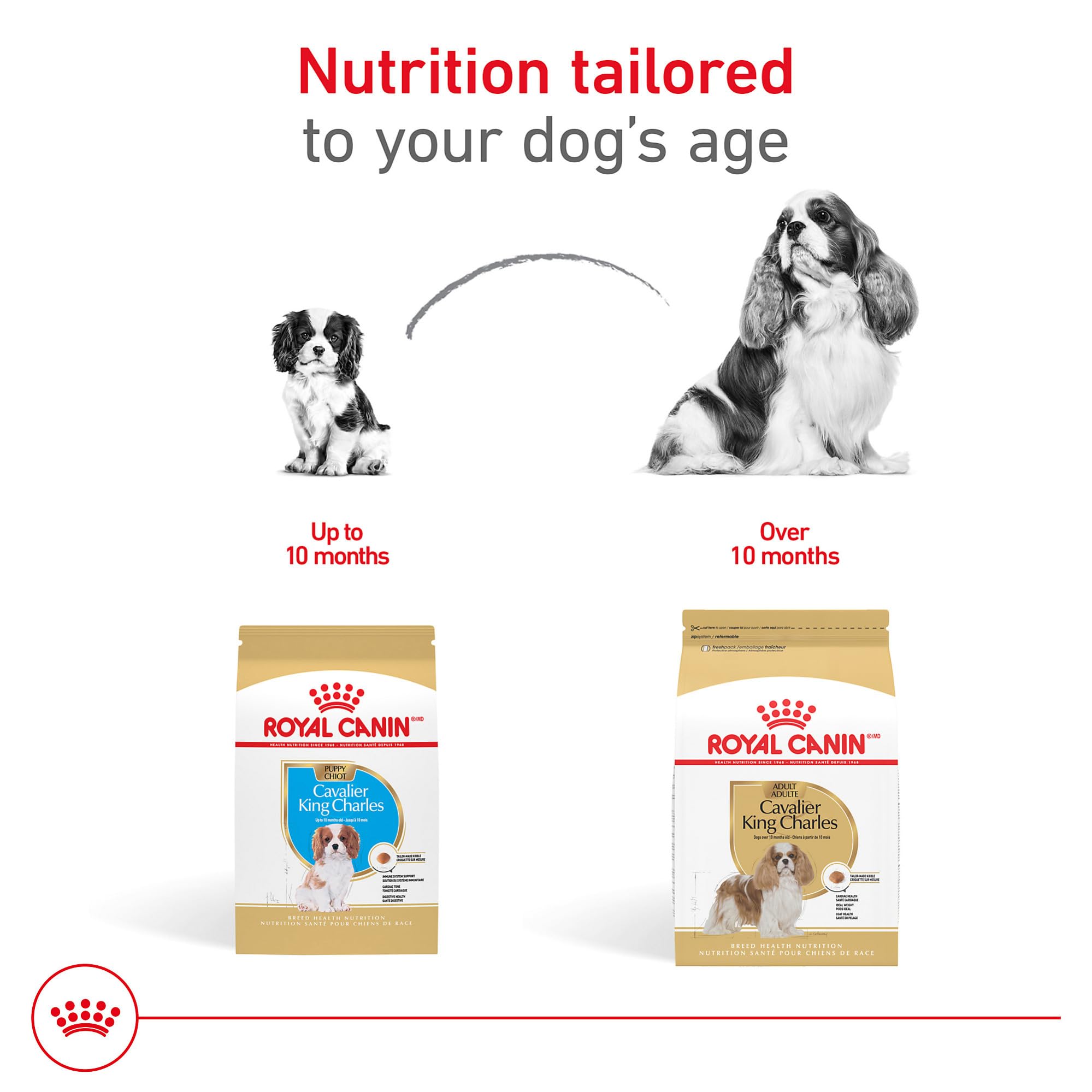 Dieta digestiva equilibrada para Cavaliers con croqueta de fácil manejo