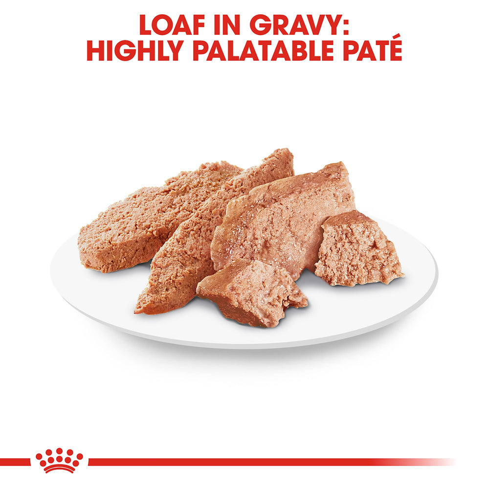 Royal Canin Chihuahua pate-en-salsa: textura suave para gusto selecto.
