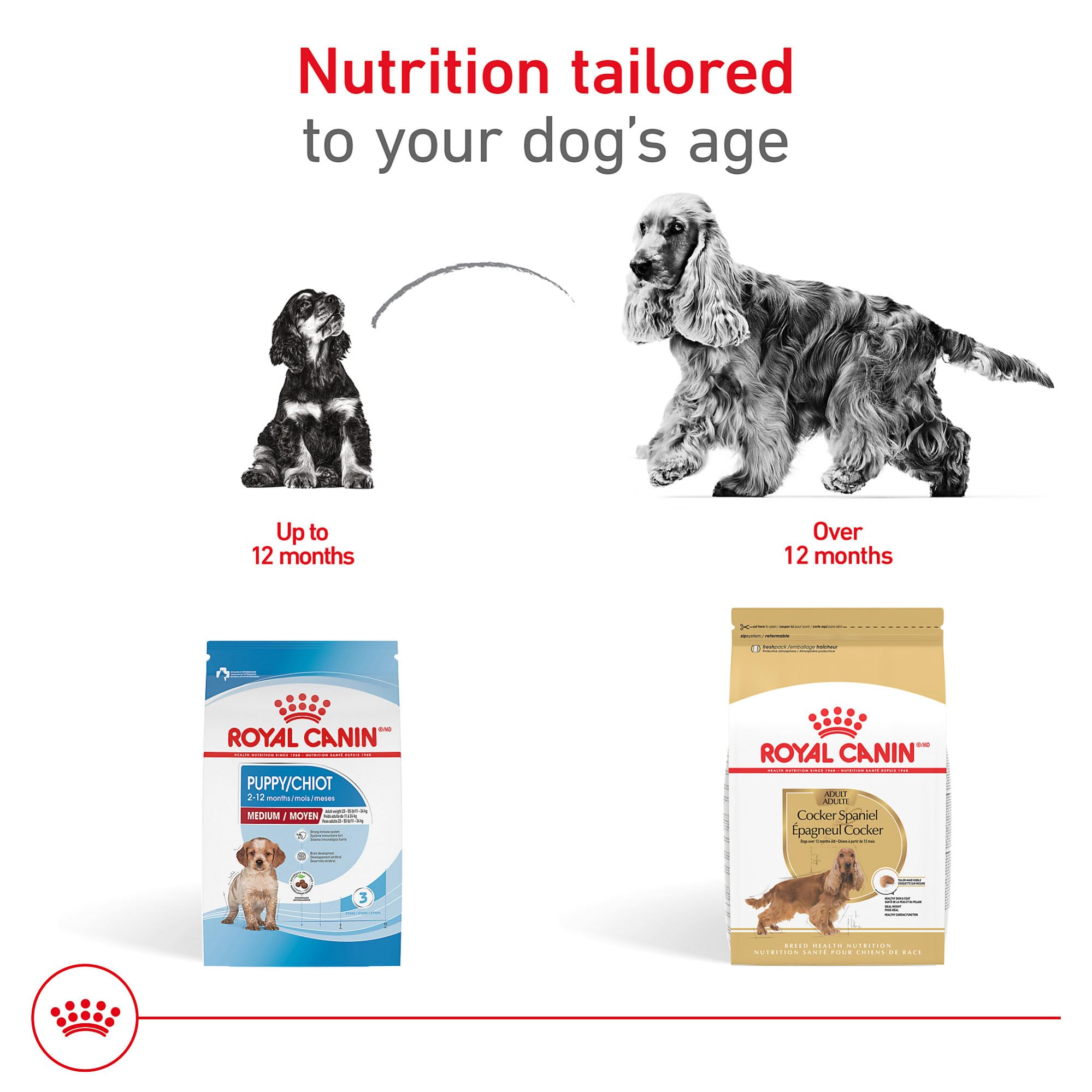 Royal Canin Cocker Spaniel Adulta, nutrición específica para la raza