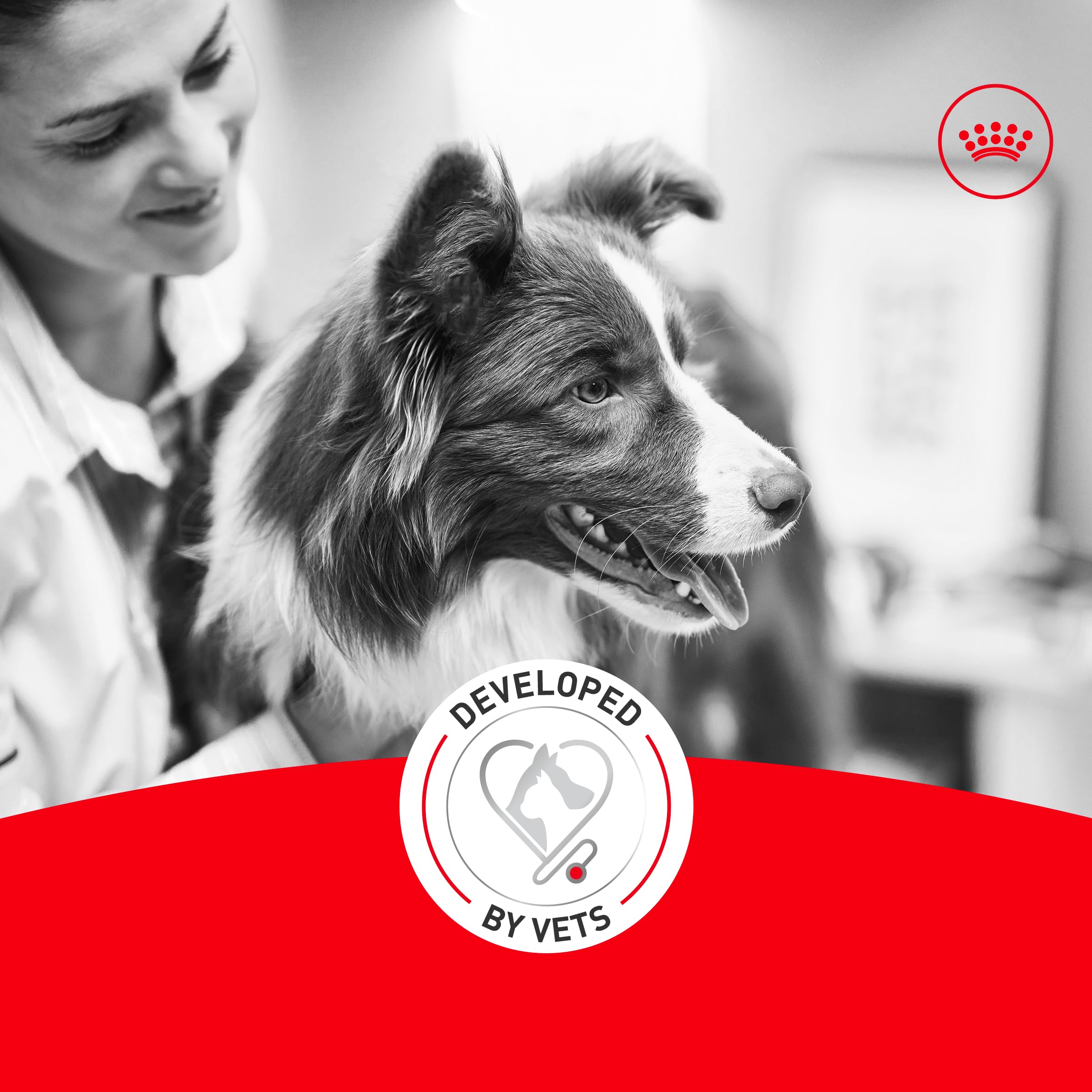 Perro comiendo Royal Canin Corgi Adult, experiencia de alimentación agradable y equilibrada.