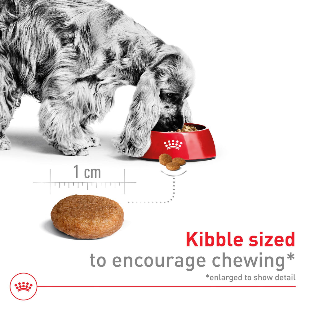 Royal Canin croqueta mediana en detalle, textura atractiva.