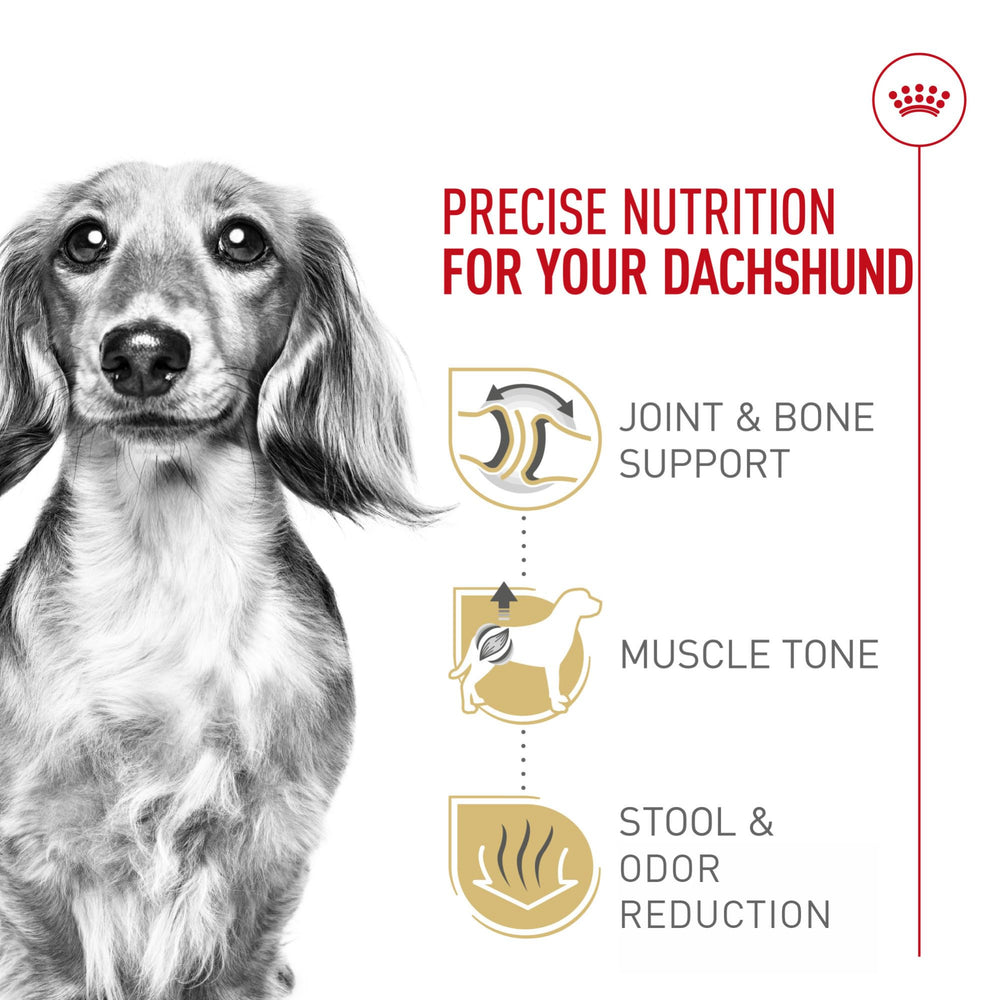 Royal Canin Dachshund Adult, calcio y fósforo para huesos y articulaciones.