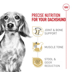 ROYAL CANIN Dachshund Adulto, proteína y L-carnitina para tono muscular.