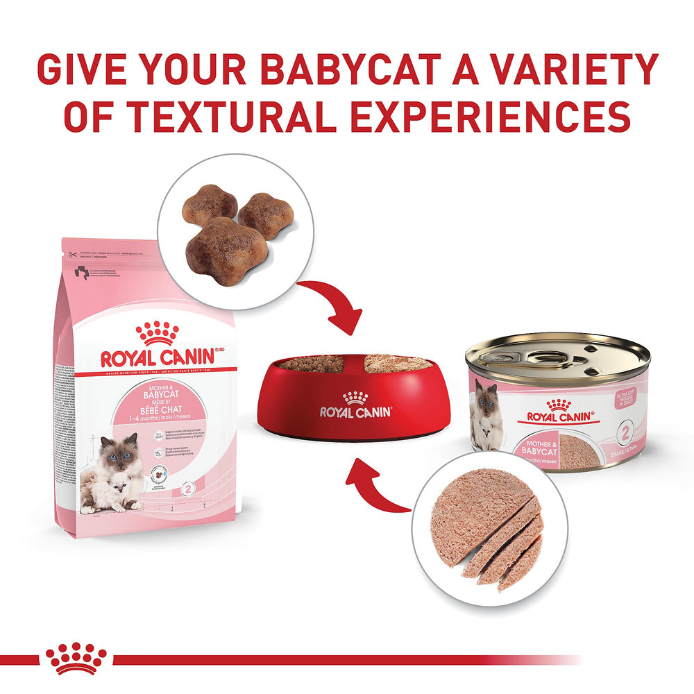 Desarrollo cerebral en gatitos con DHA en la fórmula Royal Canin