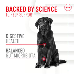 Ingredientes clave: prebióticos y postbiotics en Royal Canin para soporte digestivo